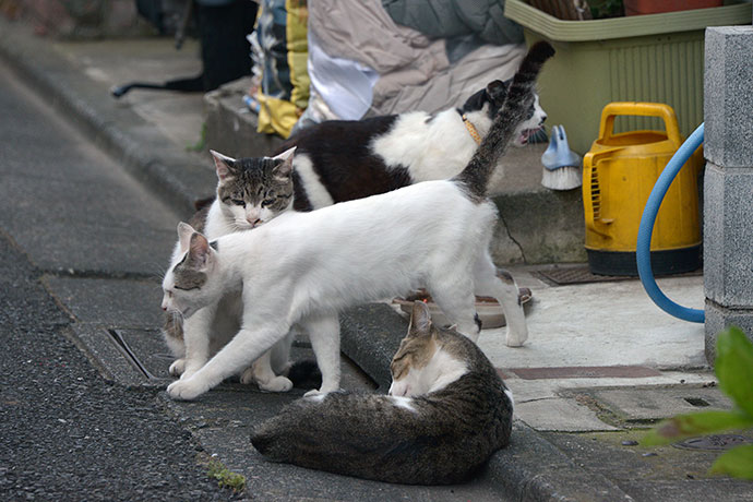 街のねこたち