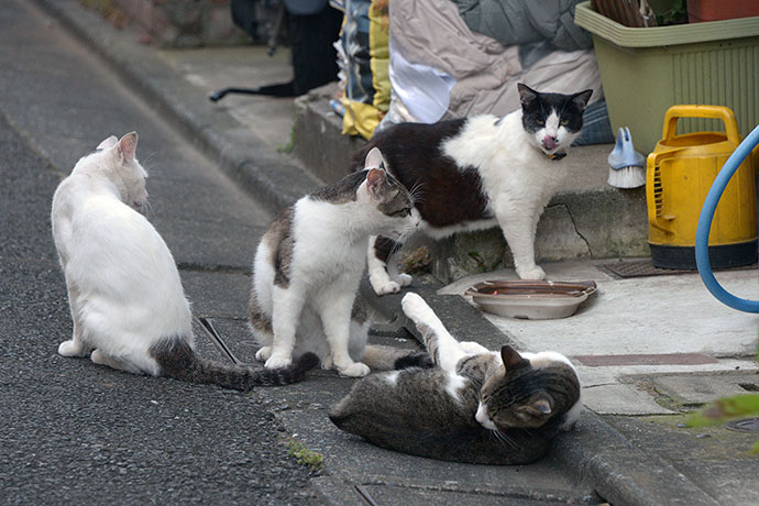 街のねこたち