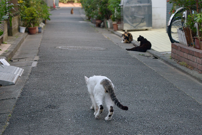 街のねこたち