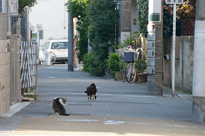 街のねこたち