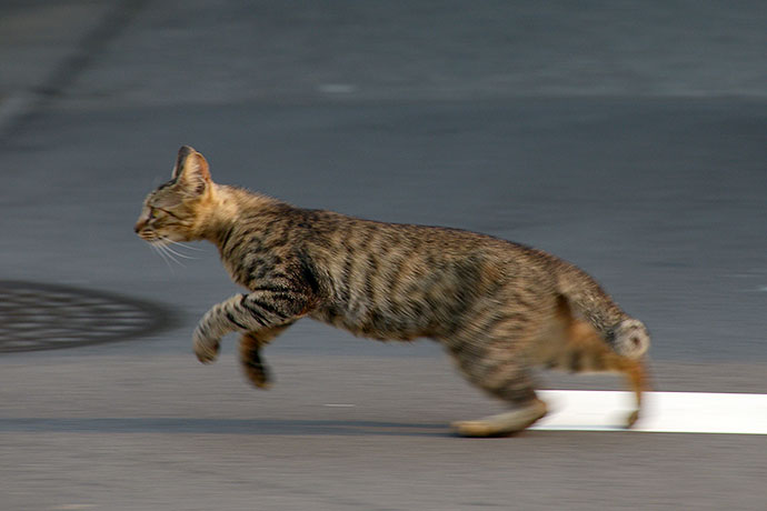 街のねこたち