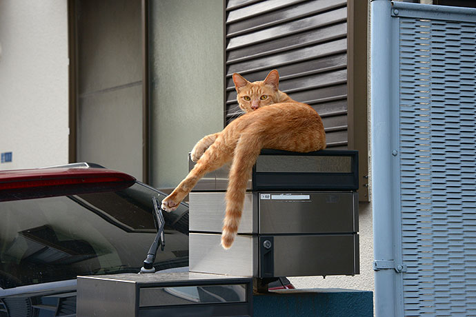 街のねこたち