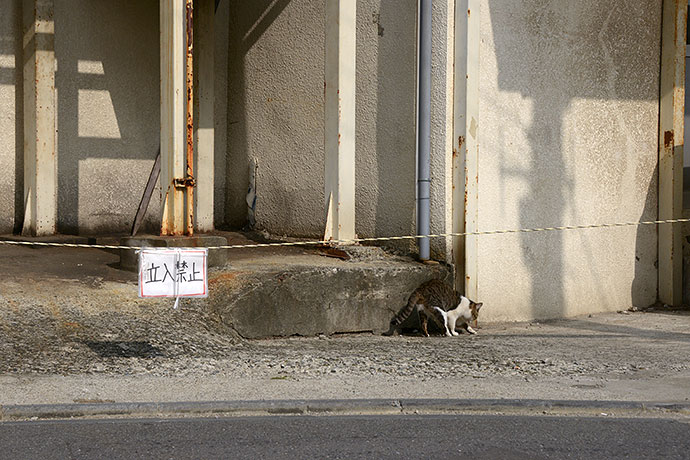 街のねこたち