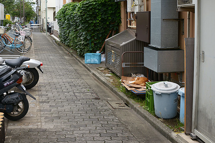 街のねこたち