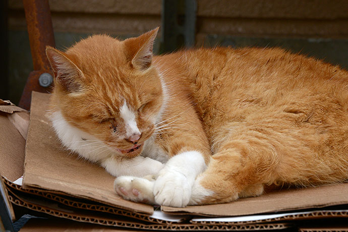 街のねこたち
