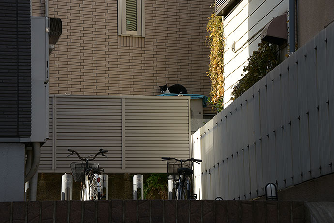 街のねこたち