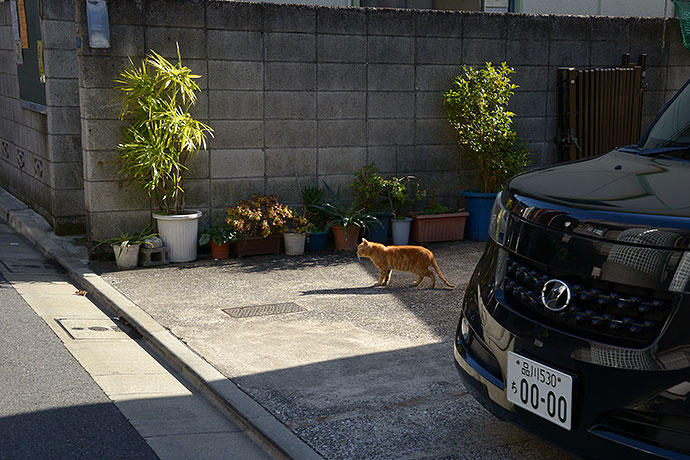 街のねこたち