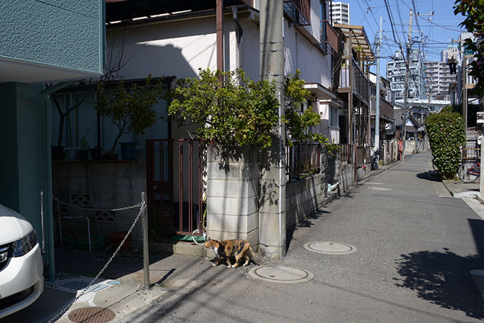 街のねこたち