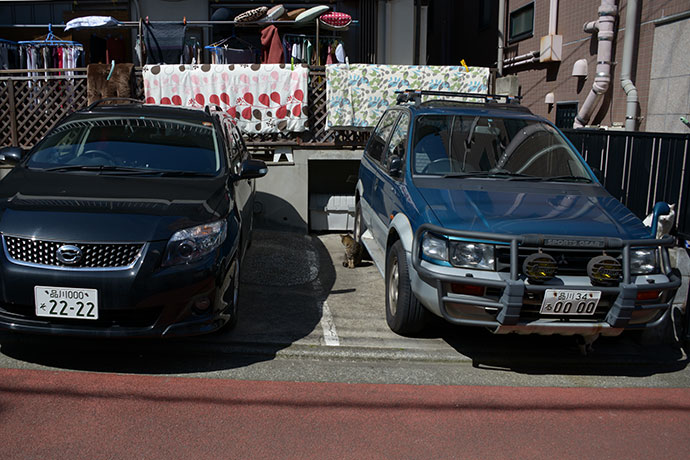 街のねこたち