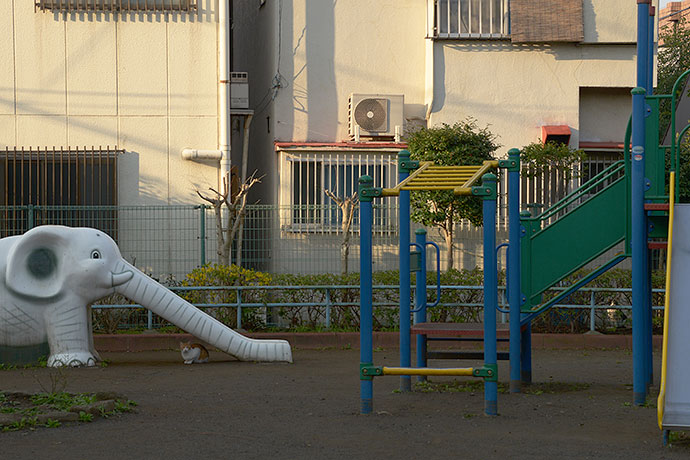 街のねこたち