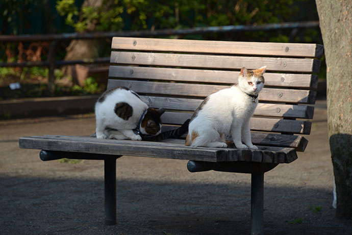 街のねこたち