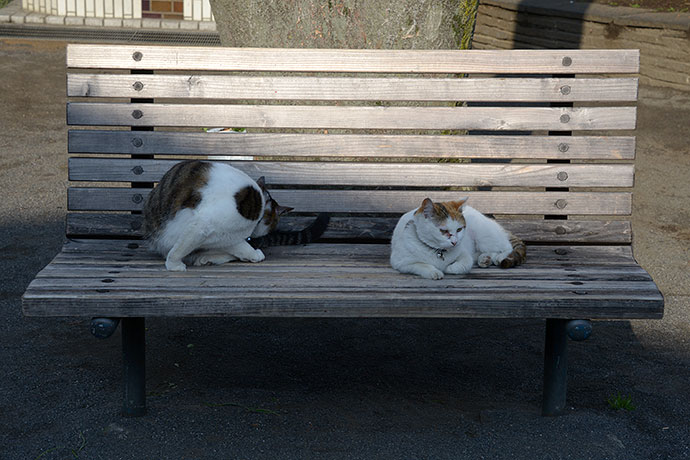街のねこたち