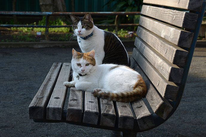 街のねこたち