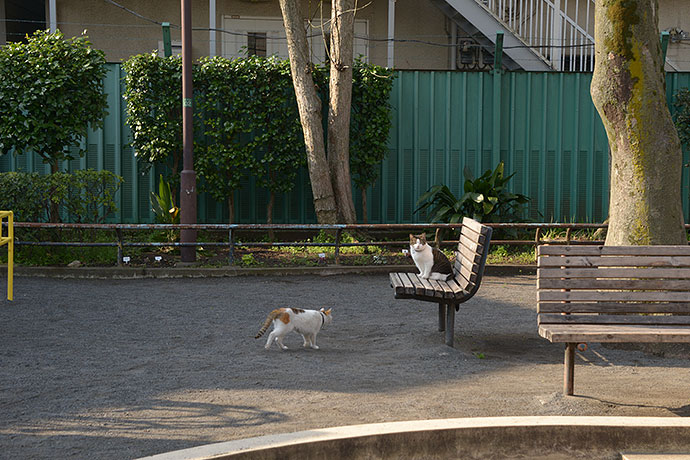 街のねこたち