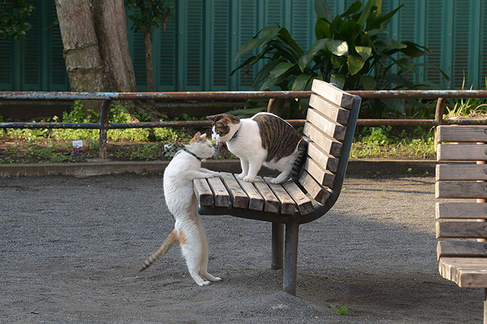 街のねこたち