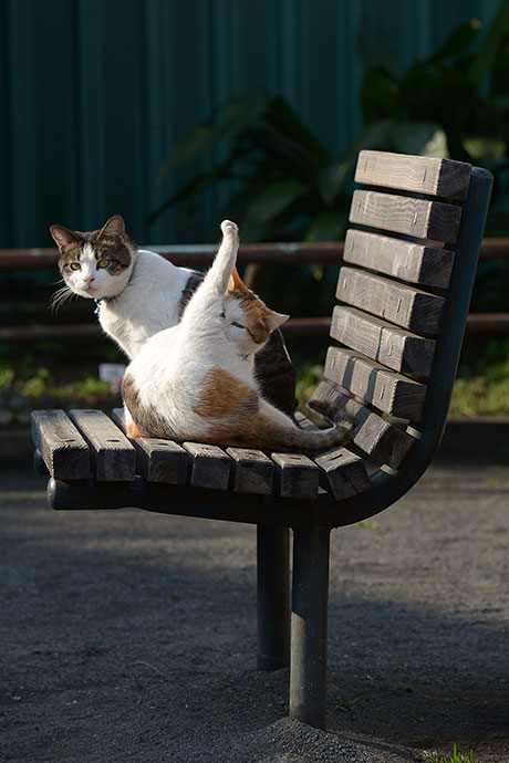 街のねこたち