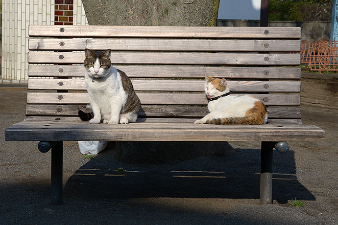 街のねこたち