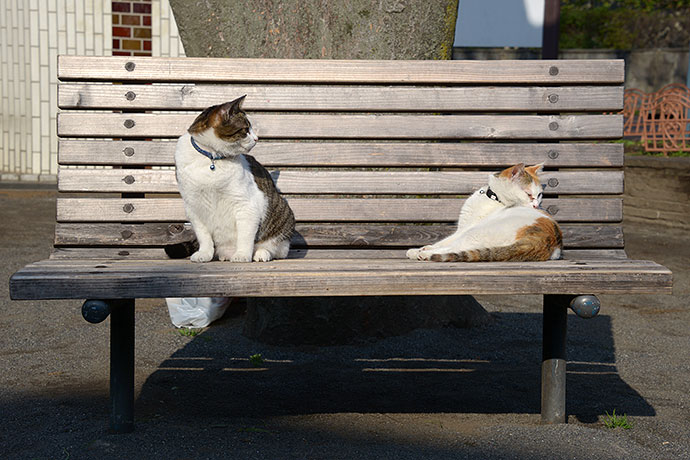 街のねこたち