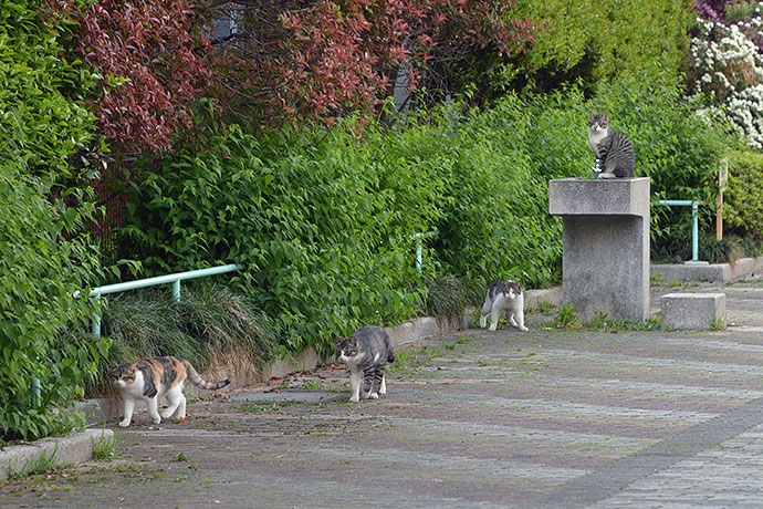 街のねこたち