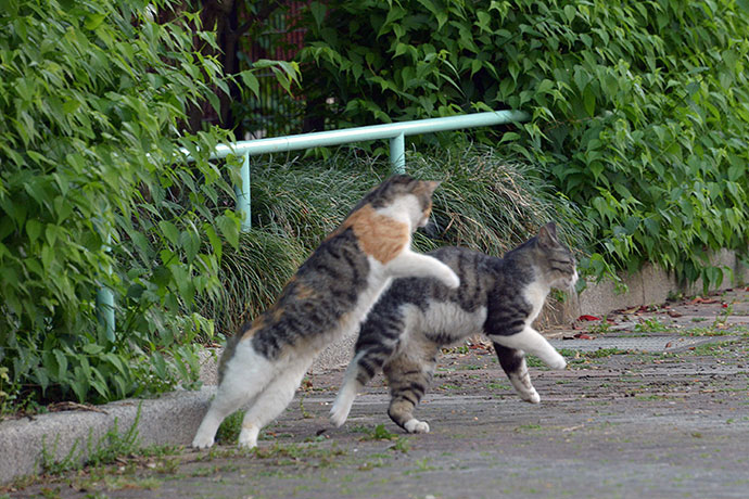 街のねこたち