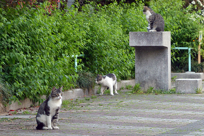 街のねこたち