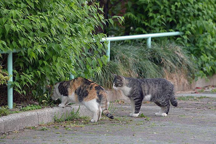 街のねこたち