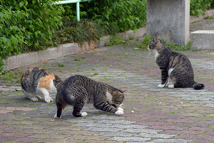 街のねこたち