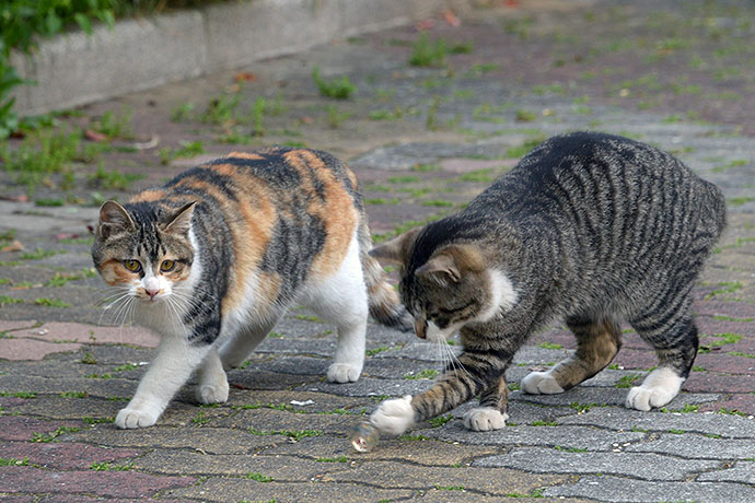 街のねこたち