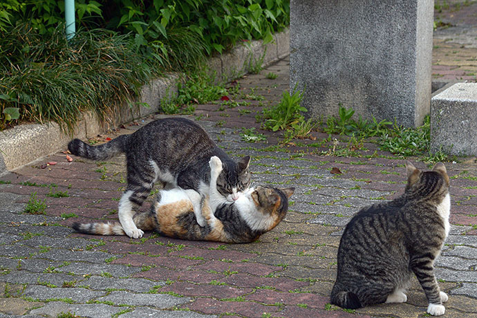 街のねこたち
