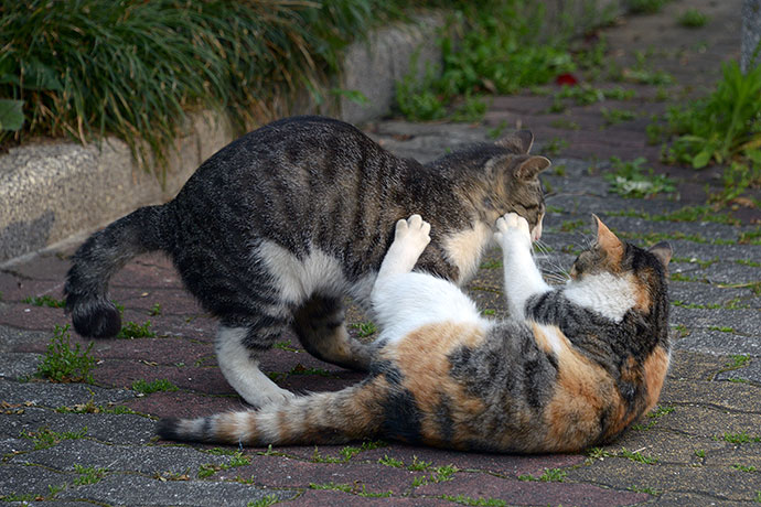 街のねこたち