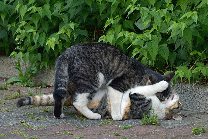 街のねこたち