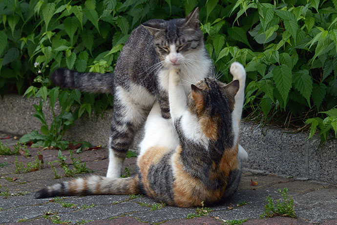 街のねこたち
