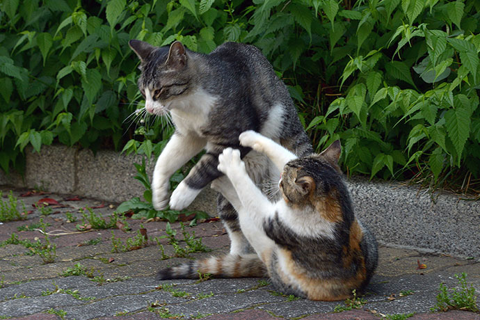 街のねこたち