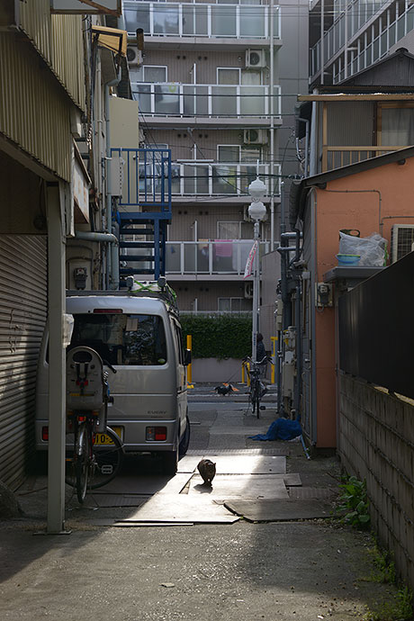 街のねこたち