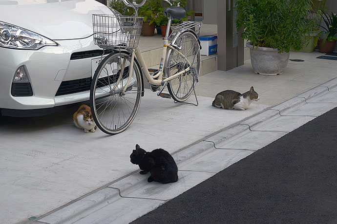 街のねこたち