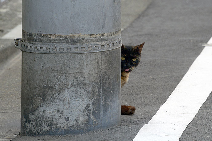 街のねこたち
