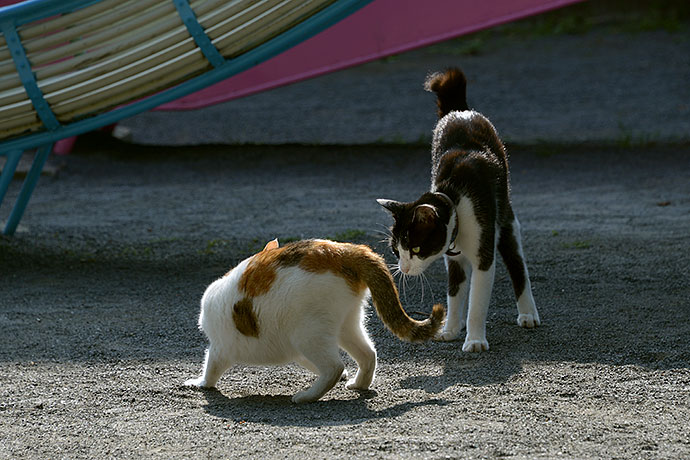 街のねこたち