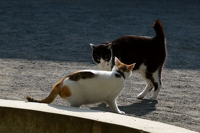 街のねこたち