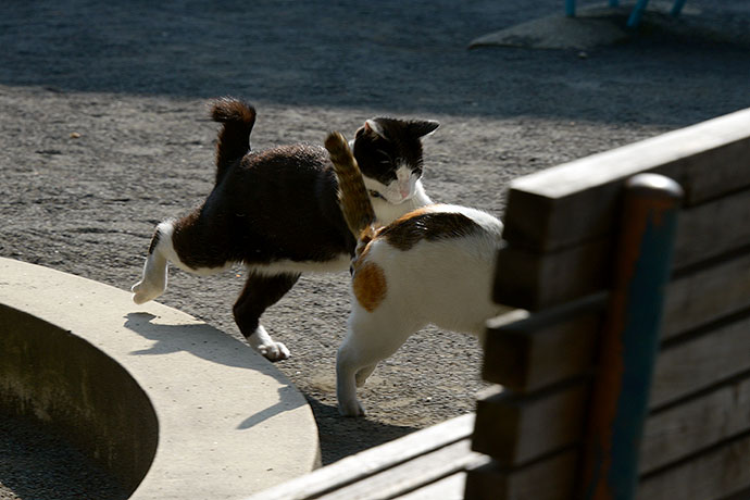 街のねこたち
