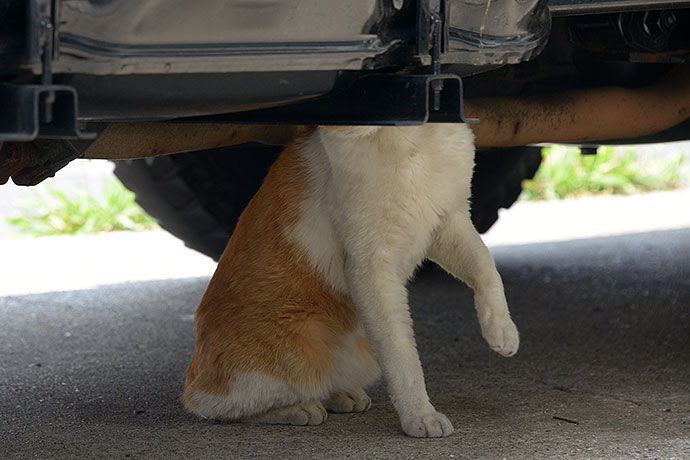 街のねこたち