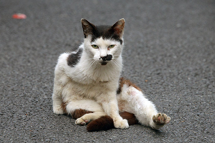 街のねこたち