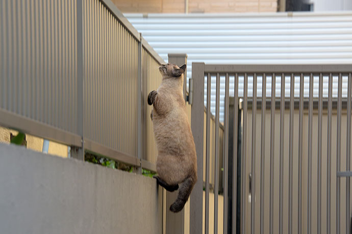 街のねこたち