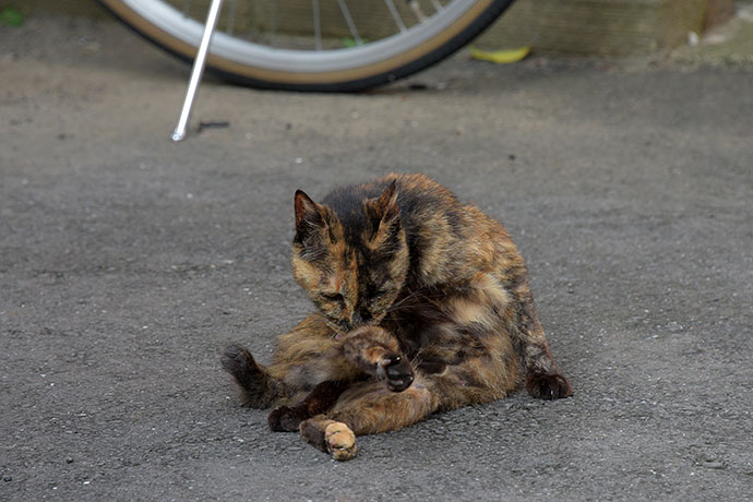 街のねこたち