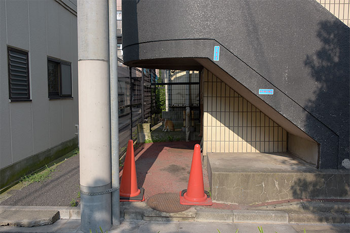街のねこたち