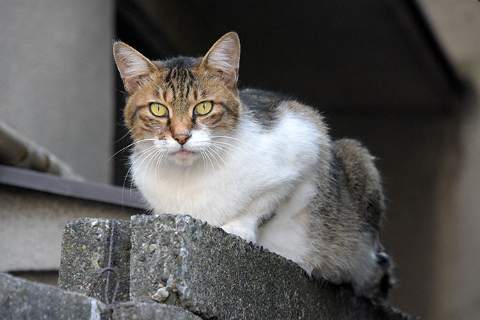 街のねこたち