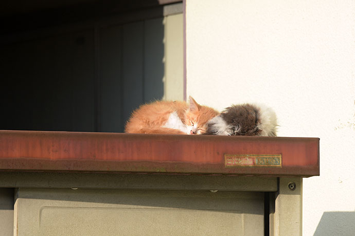 街のねこたち
