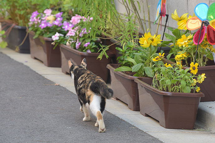 街のねこたち