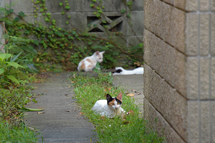 街のねこたち