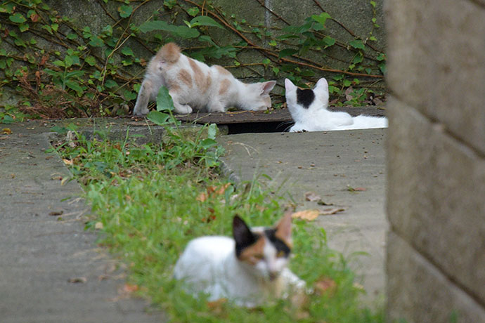 街のねこたち