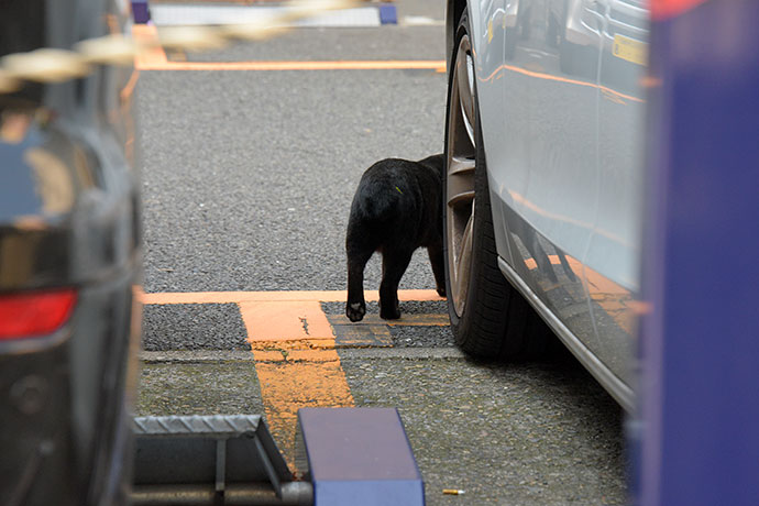 街のねこたち